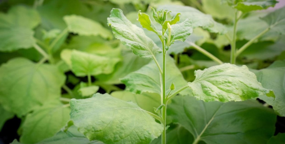 растение растение