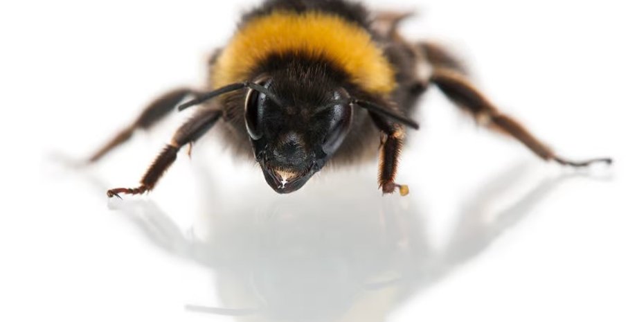 пчела, пчелы