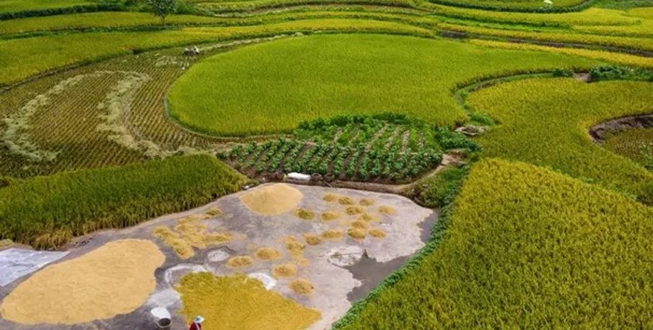 Поле, просо, китай