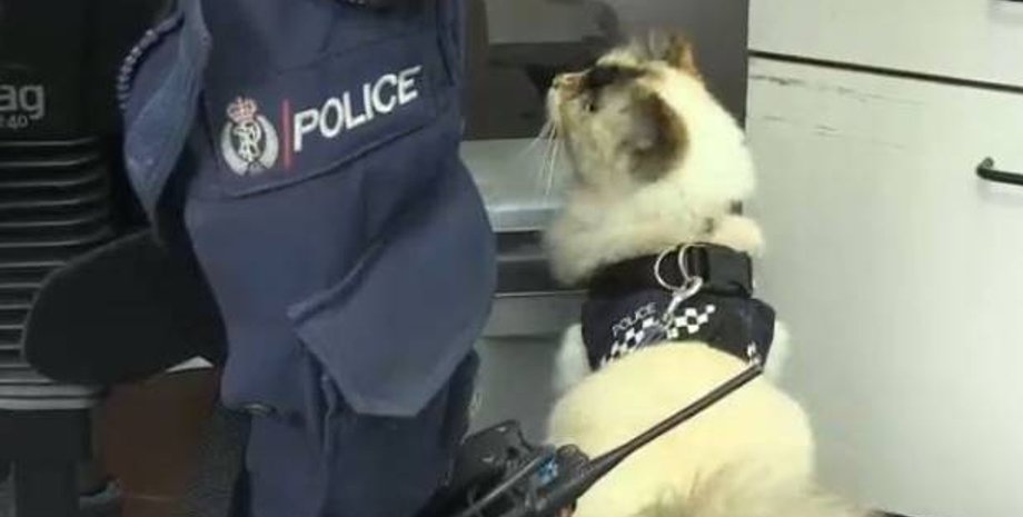 Фото: Stuff.co.nz