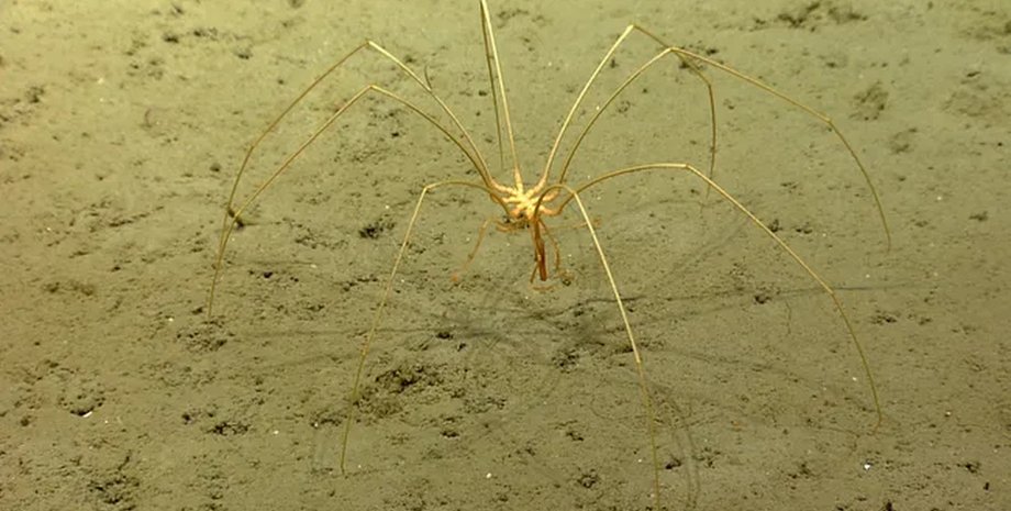 паук, гигантский паук, морской паук