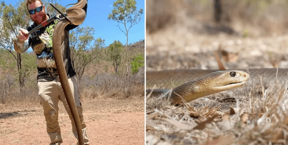 Одна з найотруйніших змій у світі