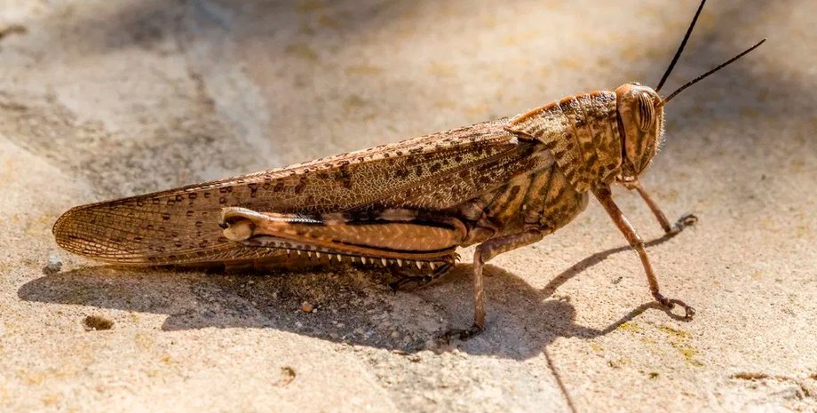 саранча, нашествие саранчи, торговля саранчой