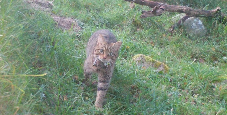 кішки, шотландські кішки, кішки шотландія