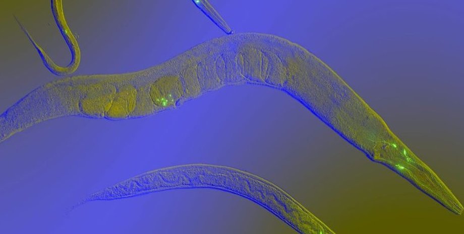 черв'яки, круглі черв'яки