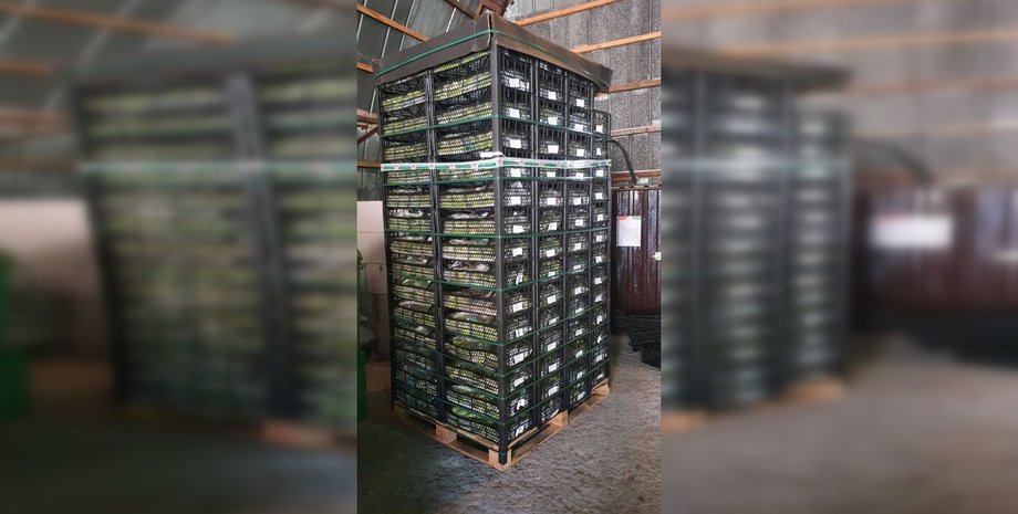 кабачки, ящики, овощи, склад