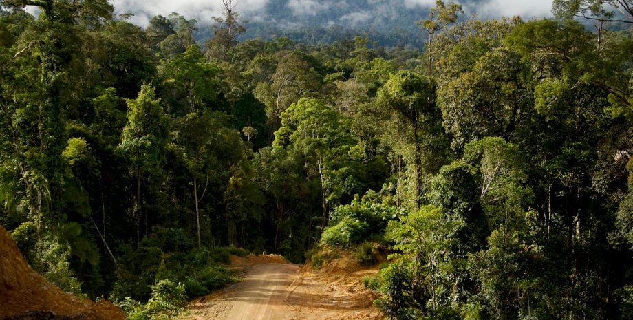 тропические леса, природа, пандемии, дикая природа