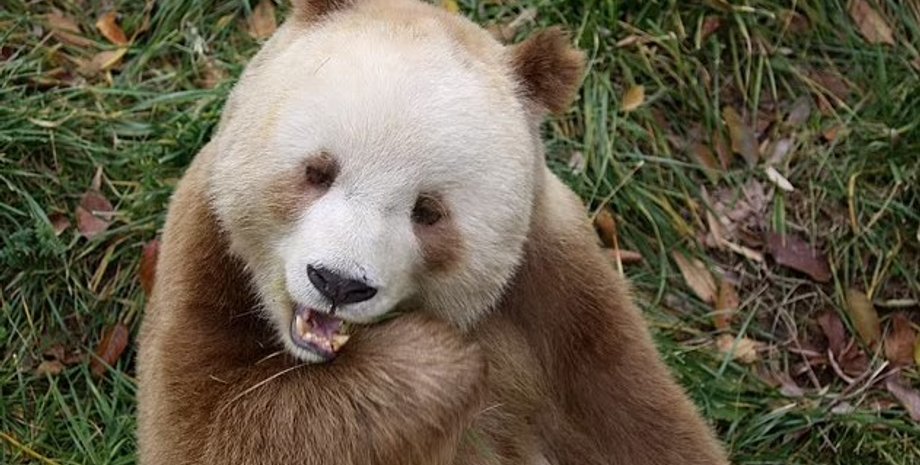 коричнева панда, цизай панда