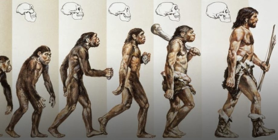 еволюція людини, ардіпітеки, прямоходячі, люди