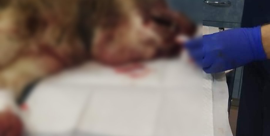 избили пса, злоумышленник избил собаку, фото покалеченной собаки