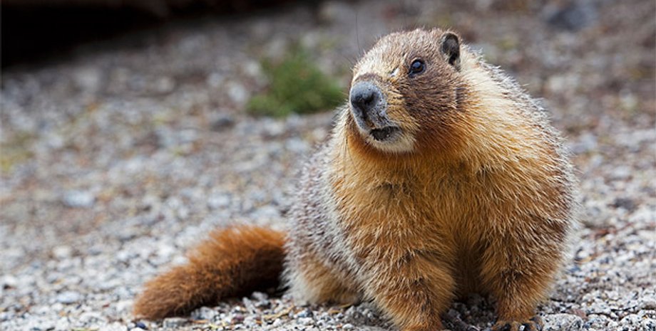 В мире отмечают День сурка
