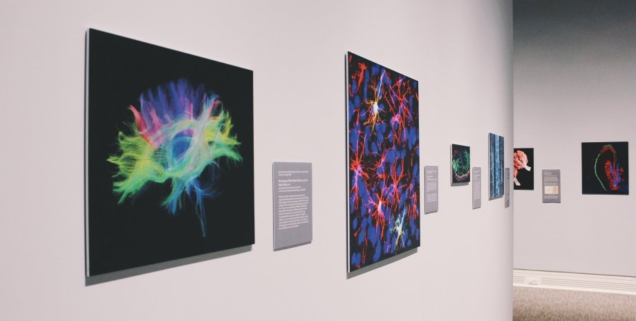 выставка, музей, нейроны