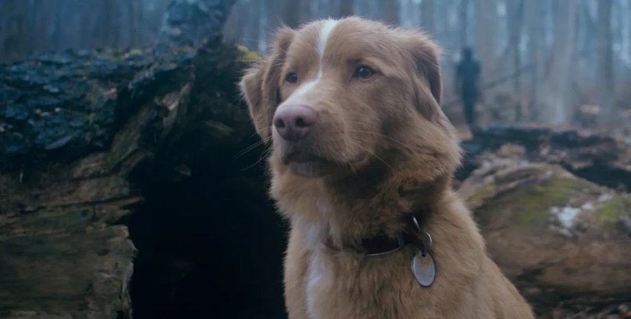 ретривер Інді