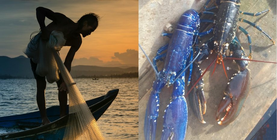 Мужчина дважды поймал редкого синего лобстера, шанс поимки которого составляет один на два миллиона