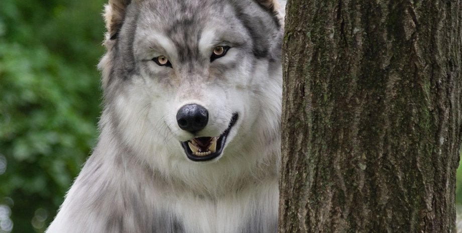 костюм вовка