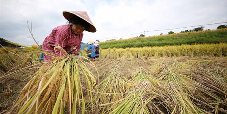 Уборка риса, рисовые поля, китай