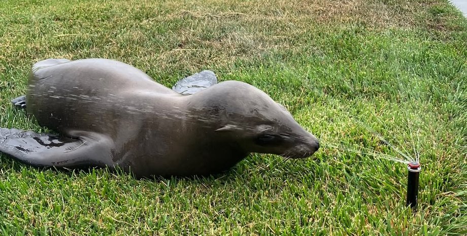 Полиция задержала "преступника" на улицах мегаполиса: им оказался морской лев