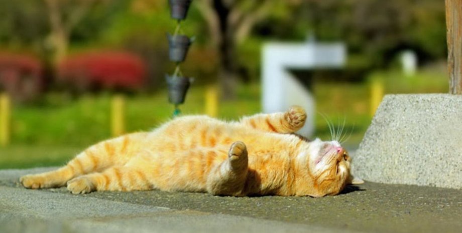 Погода, погода на завтра, погода в Украине, погода Киев, погода Киев