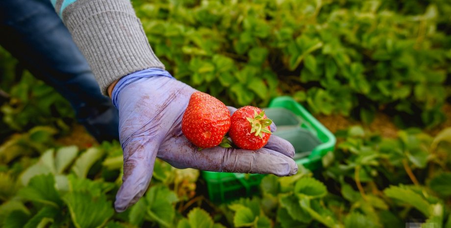 збирання полуниці, збирання ягід, збирання яблук, автовиробництво в Росії, санкції проти Росії, завод автотор