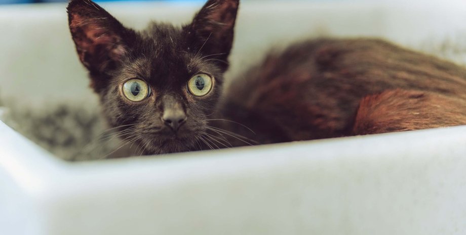 В честь известной марки пива: местные обнаружили пушистого жителя в заброшенном пабе