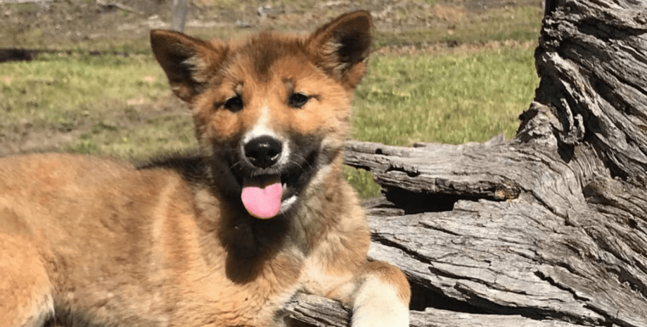 Маленький динго, Австралия динго, Австралия, щенок, собака, курьез, тест ДНК, лиса
