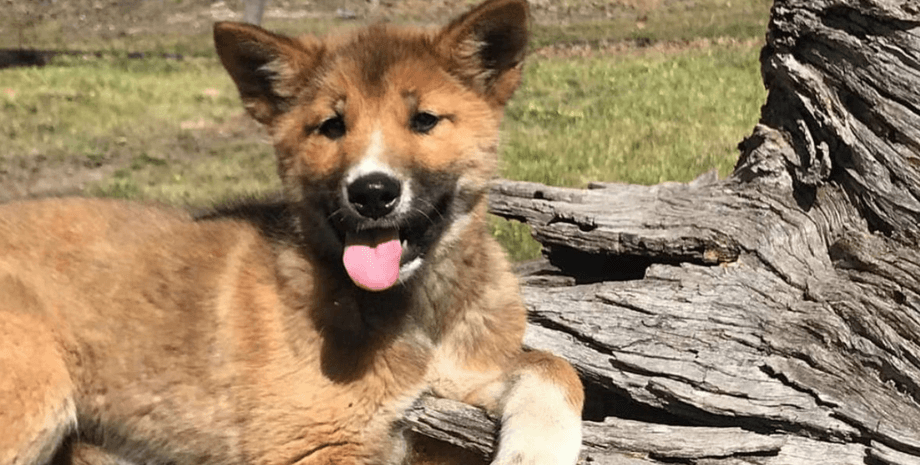 динго, Австралія, цуценя, собака, курйоз, тест ДНК, лисиця
