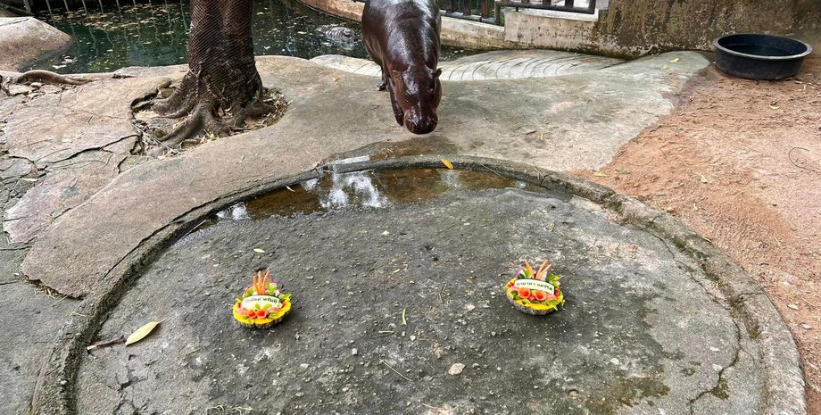 Бегемот, зоопарк, Му-денг, еда