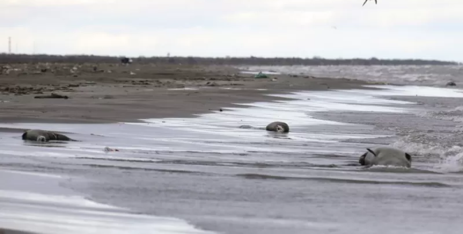Выброс тюленей на берегу Каспийского моря
