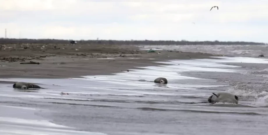 Выброс тюленей на берегу Каспийского моря