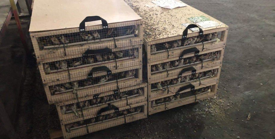 Фото: fakty.com.ua