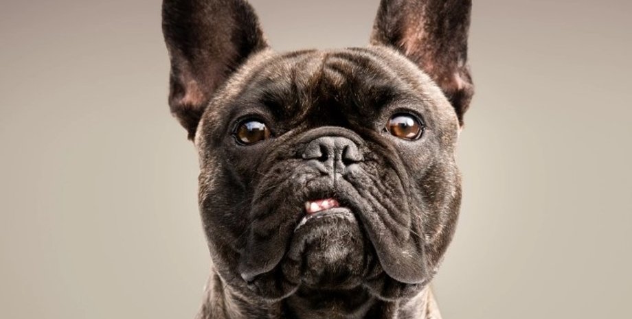 новости мира, новости финляндии, новости ирана, собака иран, иран санкции ЕС