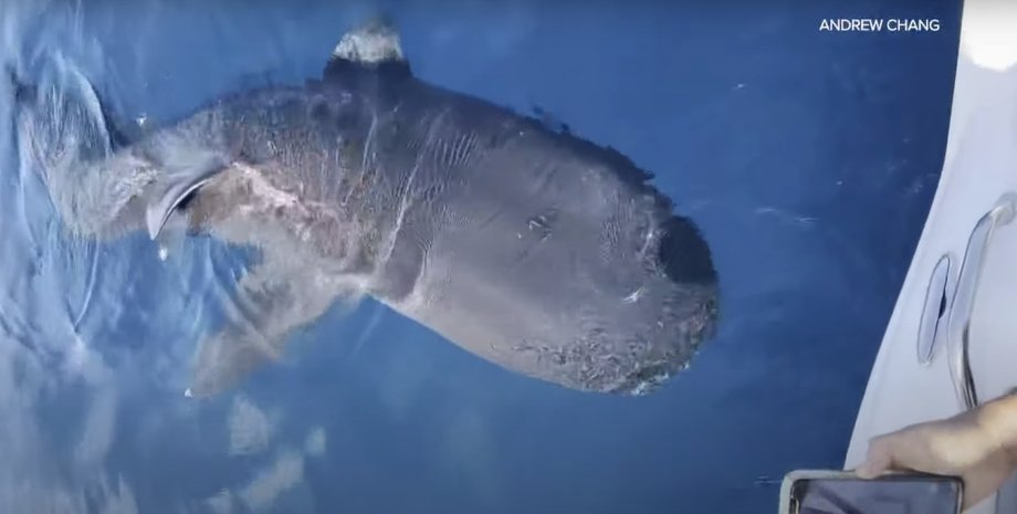 Великорота акула