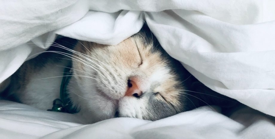 сон, кіт