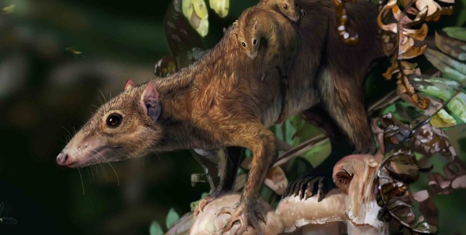 млекопитающие