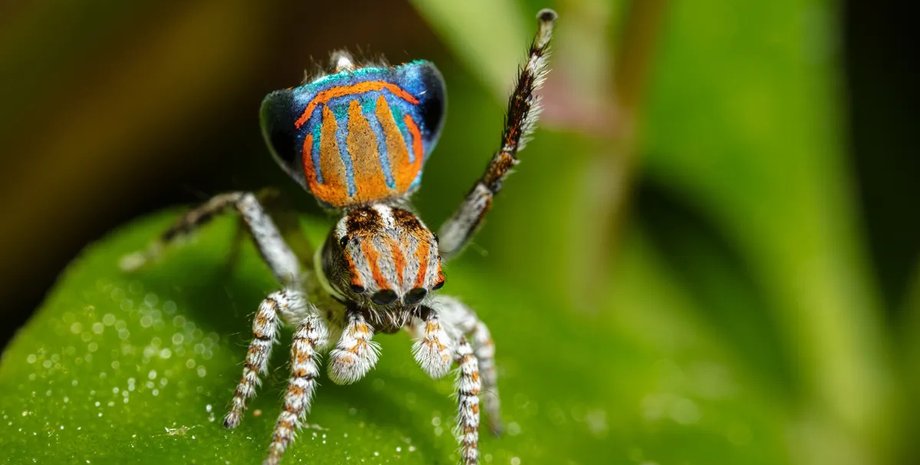 павук павич танець