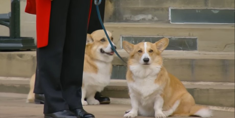 коргі, собаки королеви, королева померла