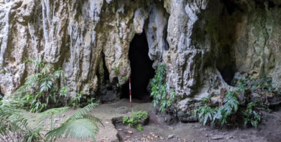 археологи нашли необычное растение на тихоокеанском острове