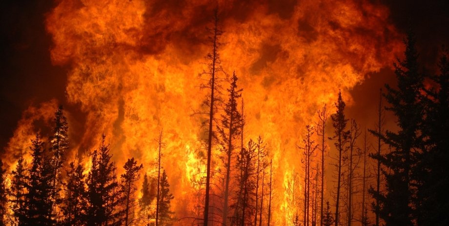 Лесной пожар / Фото из открытого источника