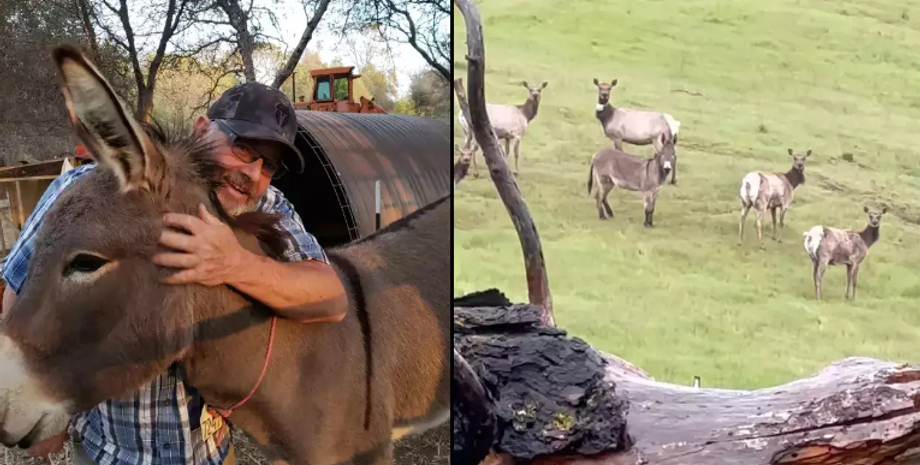 Осел прижился в стаде диких лосей, как это возможно, животные, интересные случаи с домашними животными, курьезы