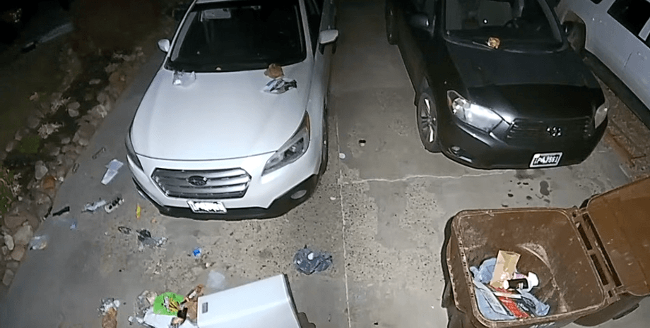 "Полный провал": пара обнаружила кучу мусора во дворе, а запись с камеры рассмешила их и сеть (видео)