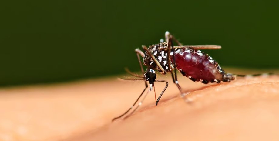 топ 10 мифов о комарах