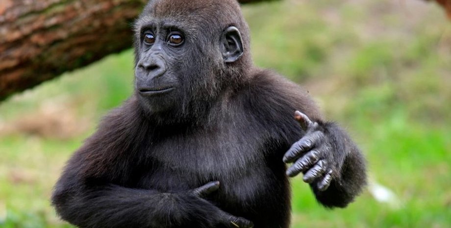 горилла, обезьяна