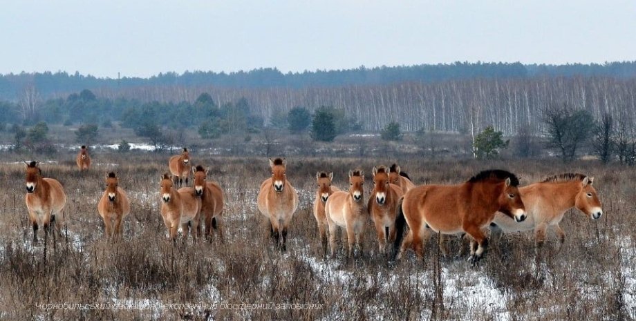 Лошадь Пржевальского, Чернобыльская зона, Браконьеры, Живодеры, Петля, Животные
