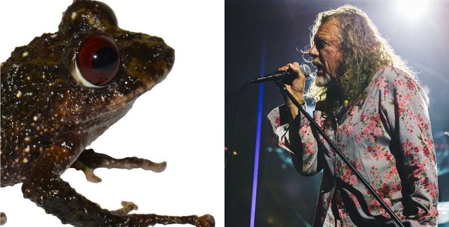 Лягушка, Led Zeppelin