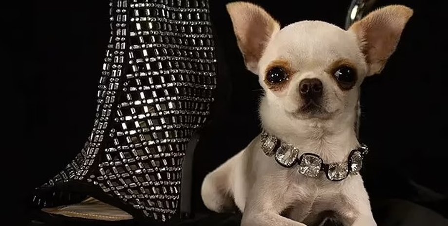 чихуахуа, самая маленькая собака