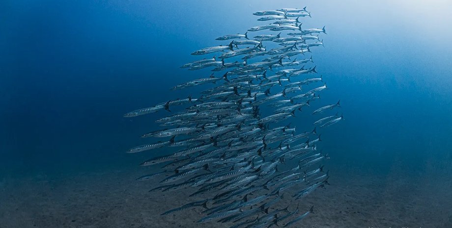 рыба в панамском заливе