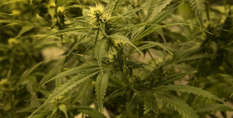 Фото: The Washington Post