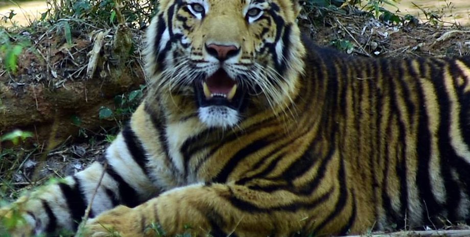 тигр, тварини, парк в Індії