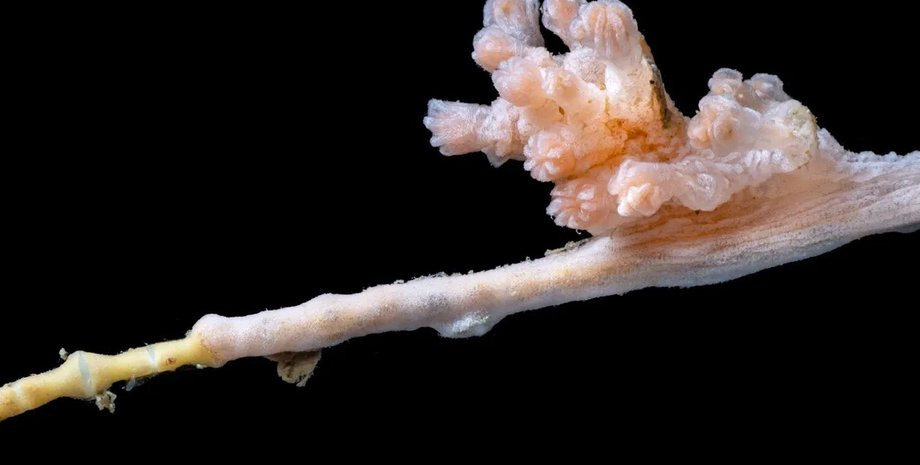 коралл, коралл новый вид