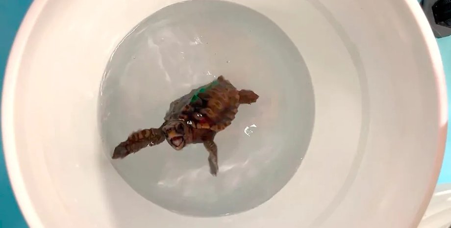 черепаха магнітне поле